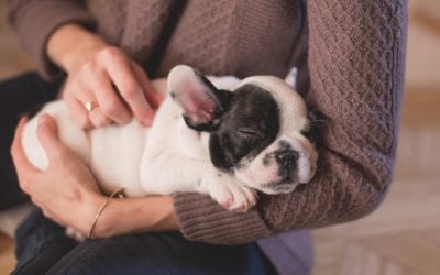How You Can Prevent Separation Anxiety from Developing in Your Puppy