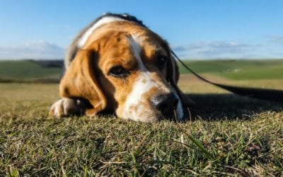 What to Do if Your Pet Has a Heat Exhaustion Episode
