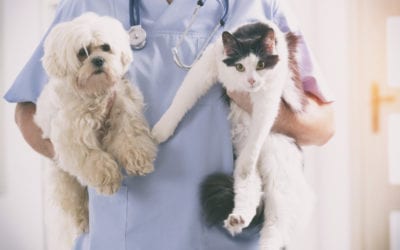 Does Your Cat Make You Sneeze? Tips on Managing Your Cat Allergies