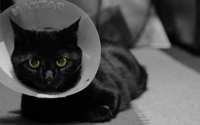 What Happens During My Pet’s Neuter Surgery?