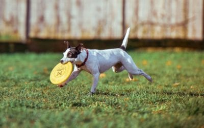 Common Garden Items Toxic to Pets