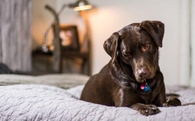 What To Do if Your Pet Has Eaten a Toxin