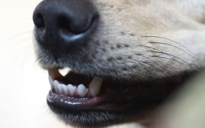 Persistent Deciduous Teeth Problems in Pets