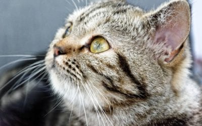 Does Your Pet Need Health Insurance?