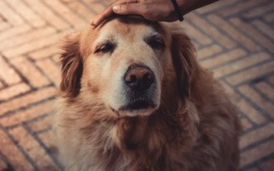 3 Easy Ways to Love Your Senior Pet