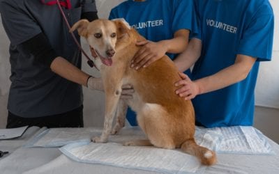 4 Common Microchipping Myths in Pets