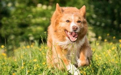 Tips to Prevent Spring Parasites