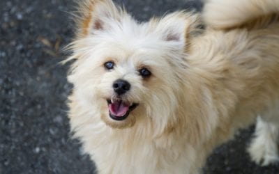 3 Summer Grooming Tips for Pets of All Coats