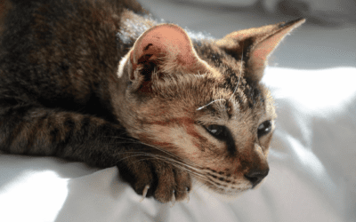 How to Recognize Pain in Your Cat