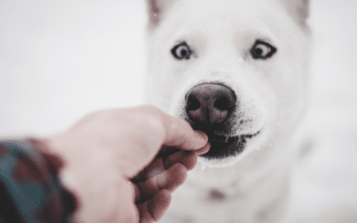 Tips to Help Medicate Your Pet