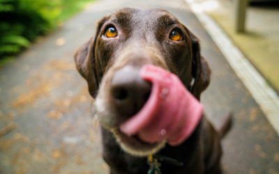 Give Your Pet a Thanksgiving Feast to Remember
