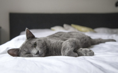 How Do I Know If My Pet Is at Risk for Diabetes?
