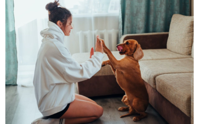 3 Indoor Enrichment Activities for Pets