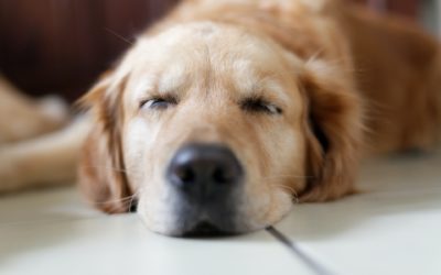 Keeping Your Pet Safe Under Anesthesia