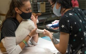 fox and friends animal hospital dog checkup
