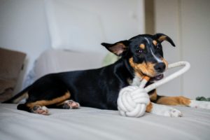 Small black and brown dog chewing on a white dog toy
