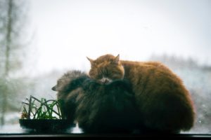 Two cats cuddling in the window