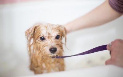 Choosing the Ideal Shampoo for Your Canine Companion’s Coat