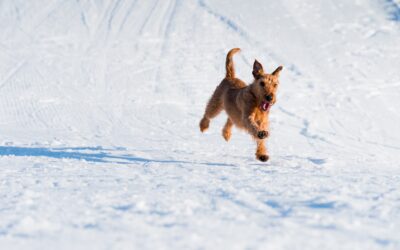 Winter Watch: Ensuring Your Pet’s Warmth and Comfort in Cold Weather
