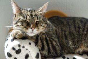 Tabby cat sleeping peacefully on a black and white sofa