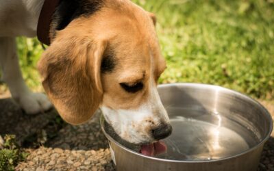 Is Your Pet Getting Enough Hydration? Understanding the Indicators