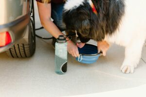 A large black and white dog drinks water from a blue collapsible bowl held by a person